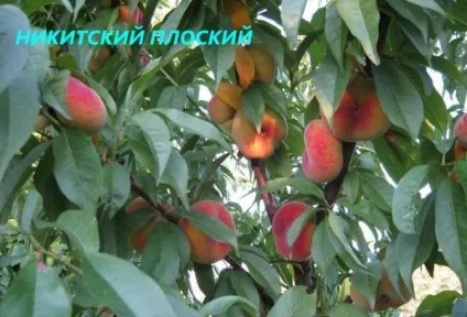 Що за фрукт - інжировим персик (персик) Що за фрукт - інжировим персик