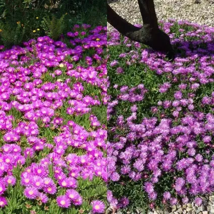 Квіти делосперма купера і «зоряний пил» фото, вирощування і догляд (купера) Квіти делосперма купера і «зоряний пил» фото, вирощування і догляд