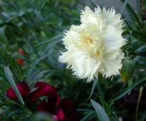 Гвоздика шабо пікіровка (Гвоздика Шабо вирощування) Гвоздика шабо пікіровка
