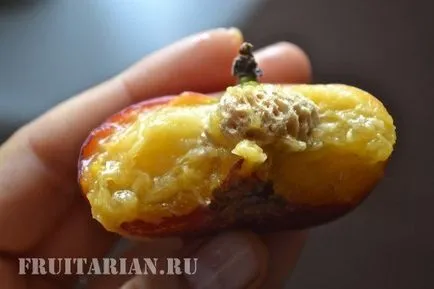 Інжирні персики бувають декількох сортів (інжирні) Інжирні персики бувають декількох сортів