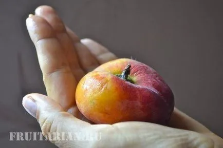 Інжирні персики бувають декількох сортів (персики) Інжирні персики бувають декількох сортів