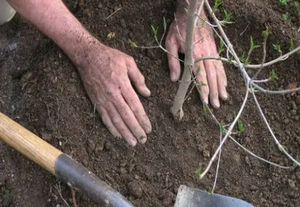 Інжировим персик опис і характеристика гібрида, відео та фото (опис) Інжировим персик опис і характеристика гібрида, відео та фото