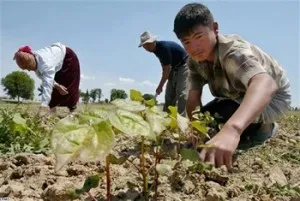 Використання рабської праці стаття ук рф, методика розслідування, склад злочину (використання рабської праці склад злочину) Використання рабської праці стаття ук рф, методика розслідування, склад злочину