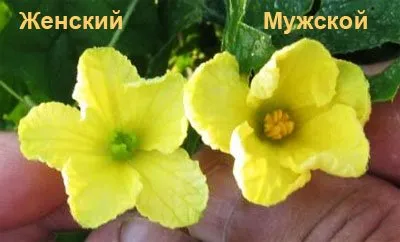Штучне запилення рослин