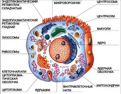 З чого складається клітина що може зробити одна клітина совєтолог (може) З чого складається клітина що може зробити одна клітина совєтолог