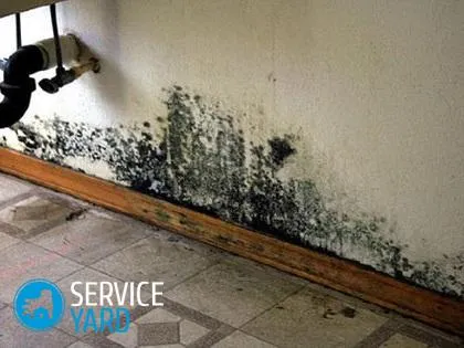 Як боротися з цвіллю на стінах в квартирі, serviceyard-затишок вашого будинку в ваших руках