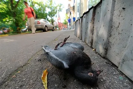 Як боротися з сальмонельозом у голубів