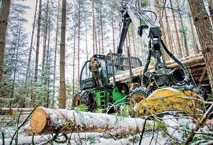 Як Бегомльского лісгосп заробляє на соснових шишках (лісгосп) Як Бегомльского лісгосп заробляє на соснових шишках