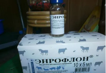 Як боротися з сальмонельозом у голубів