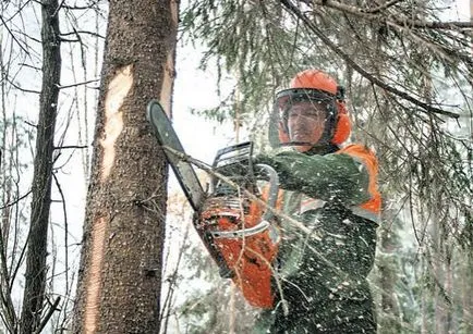 Як Бегомльского лісгосп заробляє на соснових шишках (соснових) Як Бегомльского лісгосп заробляє на соснових шишках