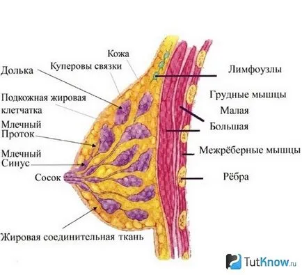 Йод і інші способи збільшення грудей (збільшення) Йод і інші способи збільшення грудей