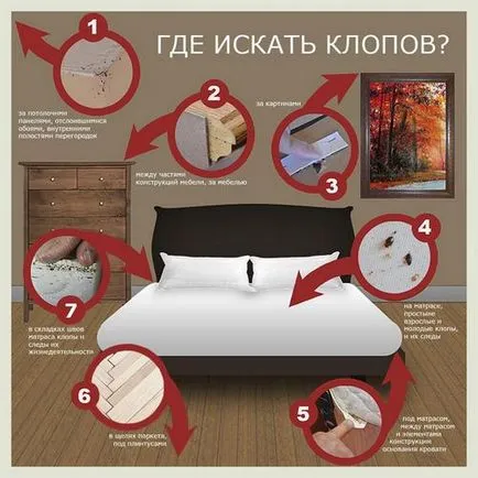 Як боротися з клопами самостійно в домашніх умовах (самостійно) Як боротися з клопами самостійно в домашніх умовах
