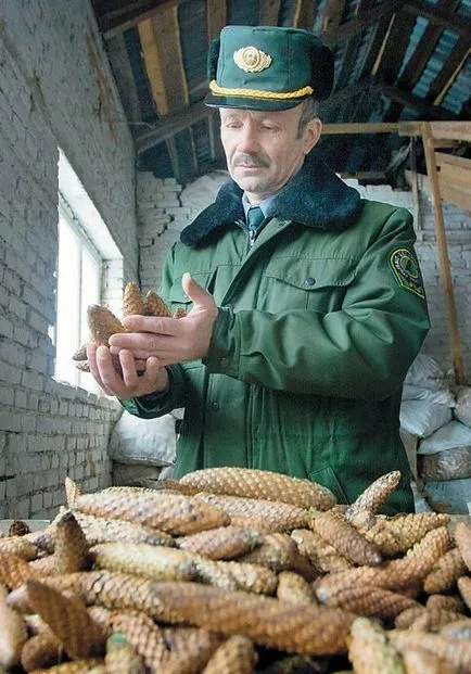 Як Бегомльского лісгосп заробляє на соснових шишках (Наприклад цього року) Як Бегомльского лісгосп заробляє на соснових шишках