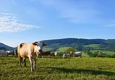 Як дістатися до - голоси кочівників дозвілля інформ поліс