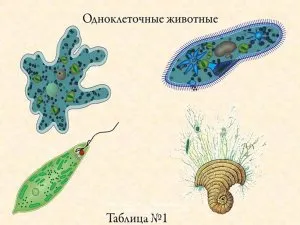 Які складові належать до внутрішньої середовищі організму, відносяться до комплексу відокремлених (організму) Які складові належать до внутрішньої середовищі організму, відносяться до комплексу відокремлених
