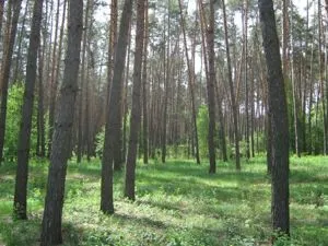 Як зіпсувати свого чоловіка