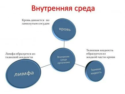 Які складові належать до внутрішньої середовищі організму, відносяться до комплексу відокремлених (до внутрішньому середовищі організму відносяться) Які складові належать до внутрішньої середовищі організму, відносяться до комплексу відокремлених