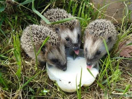 Як позбутися від змій (вужів) на дачній ділянці засоби захисту (змій) Як позбутися від змій (вужів) на дачній ділянці засоби захисту