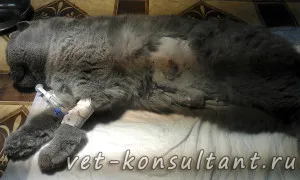 Як лікувати пухлину у кішки