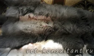 Як лікувати пухлину у кішки