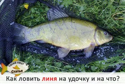 Як ловити лина на вудку і на що тихий вир (оснащенням) Як ловити лина на вудку і на що тихий вир