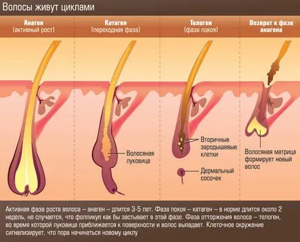 Як куріння впливає на волосся, як запобігти їх випадання (волосся) Як куріння впливає на волосся, як запобігти їх випадання
