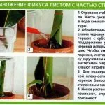 Як називається фікус з листям великими, біло-зеленими, маленькими, довгими і тонкими, корінням (називається) Як називається фікус з листям великими, біло-зеленими, маленькими, довгими і тонкими, корінням