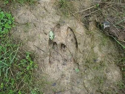 Як намалювати сліди кішки