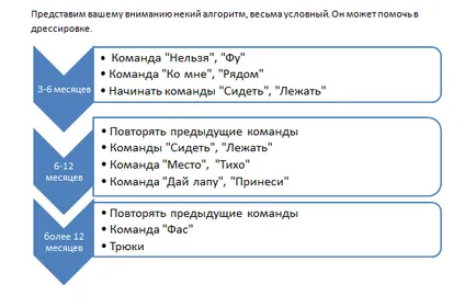 Як навчити таксу командам в домашніх умовах (як навчити таксу команді сидіти) Як навчити таксу командам в домашніх умовах
