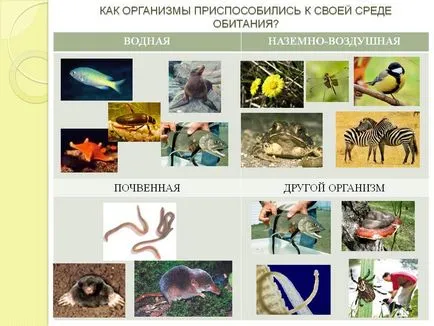 Як організми пристосувалися до свого середовища проживання - презентація 79522-13 (як) Як організми пристосувалися до свого середовища проживання - презентація 79522-13