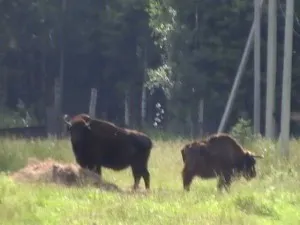 Як відучити собаку гризти взуття, школа прикладної етології