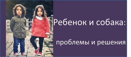 Як відучити собаку гризти взуття, школа прикладної етології