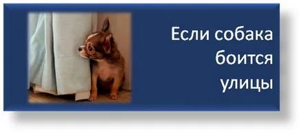 Як відучити собаку гризти взуття, школа прикладної етології