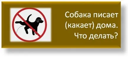 Як відучити собаку гризти взуття, школа прикладної етології