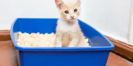 Як відучити кота гадити, де попало - жіночий світ (відучити кота гадити) Як відучити кота гадити, де попало - жіночий світ