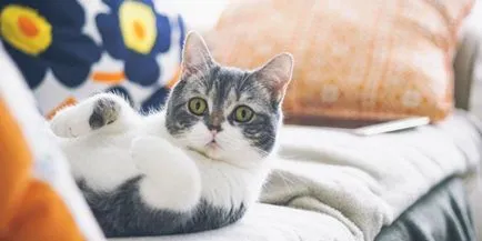 Як відучити кота гадити, де попало - жіночий світ (тварина) Як відучити кота гадити, де попало - жіночий світ