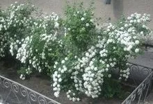 Квітучі чагарники багаторічники з фото і назвами - 30 видів (фото) Квітучі чагарники багаторічники з фото і назвами - 30 видів