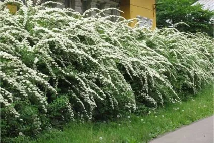 Квітучі чагарники багаторічники з фото і назвами - 30 видів (квітучі) Квітучі чагарники багаторічники з фото і назвами - 30 видів