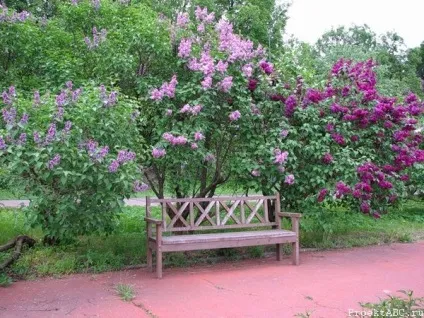Квітучі чагарники багаторічники з фото і назвами - 30 видів (багаторічники) Квітучі чагарники багаторічники з фото і назвами - 30 видів