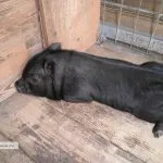 Як підшити чоловічі штани тасьмою (брюки) Як підшити чоловічі штани тасьмою