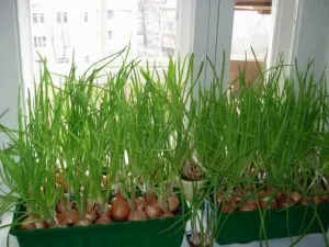 Як посадити і виростити цибулю на балконі (виростити) Як посадити і виростити цибулю на балконі