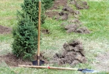 Як посадити ялину або сосну на участкесвой будиночок в селі (посадити) Як посадити ялину або сосну на участкесвой будиночок в селі