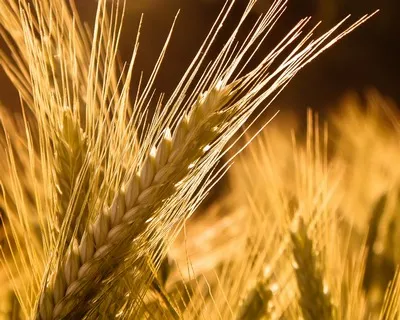 Як допомогти селу, Броварискіе звістки (новини Бровариской області) Як допомогти селу, Броварискіе звістки