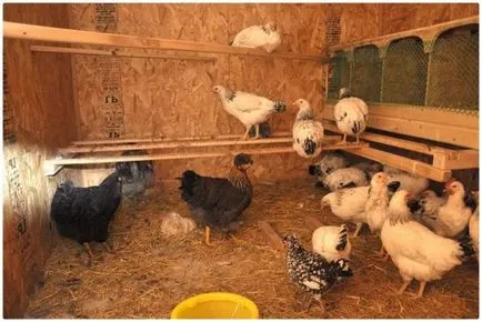 Як побудувати курник на 10 курей своїми руками-інструкція і креслення