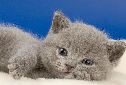Як правильно виховати кошеня - розплідник divine cat шотландських висловухих кішок (divine) Як правильно виховати кошеня - розплідник divine cat шотландських висловухих кішок