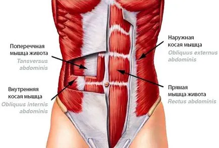 Як правильно накачати прес все про тренування м'язів преса (правильно) Як правильно накачати прес все про тренування м'язів преса