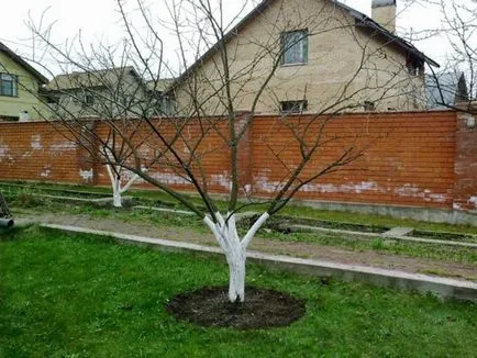 Як правильно обрізати яблуню навесні (навесні) Як правильно обрізати яблуню навесні