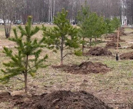 Як правильно посадити хвойні (сосну, ялина) - ландшафтний дизайн (правильно) Як правильно посадити хвойні (сосну, ялина) - ландшафтний дизайн
