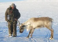 Як приручити оленя