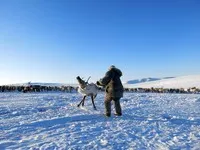 Як приручити оленя